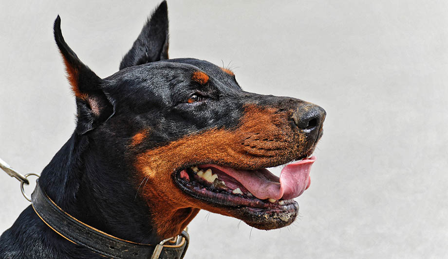 doberman-pixabay-ilustracija.jpg