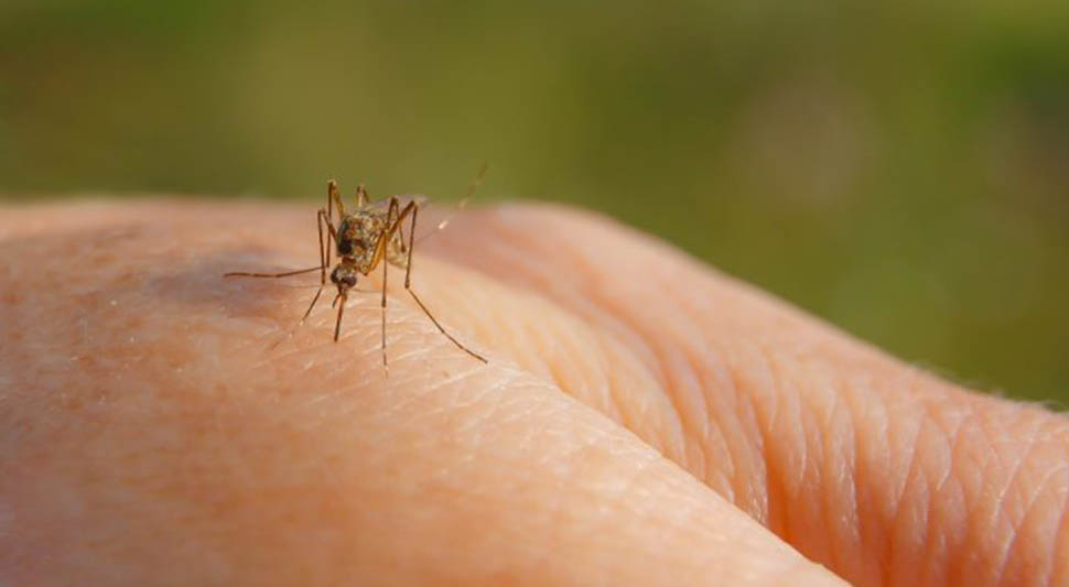 Вирус Западног Нила потврђен у Србији: Жена преминула након убода комарца