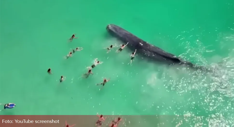 Nakon nasukavanja uginuo kit koji je plivao s kupačima