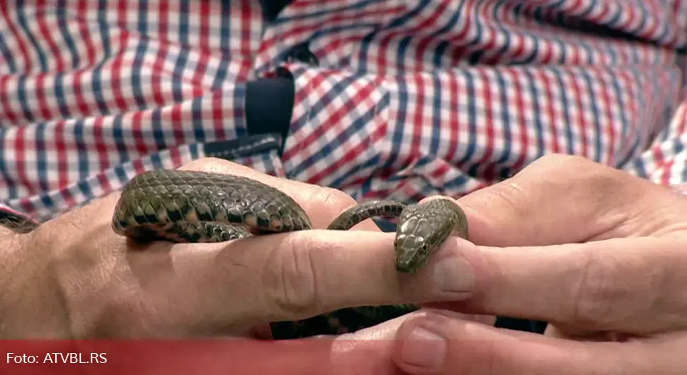 Како препознати отровну змију на подручју Бањалуке?