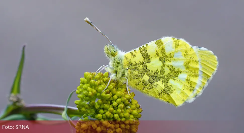 Nova vrsta leptira otkrivena u Republici Srpskoj