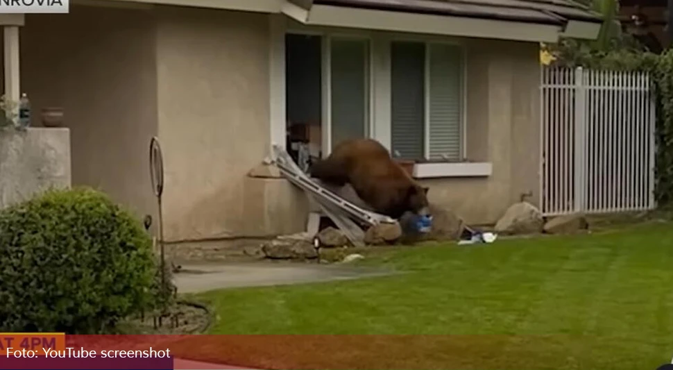 Medvjed upada u kuće i krade: Video zapalio internet, dobio nadimak Oreo