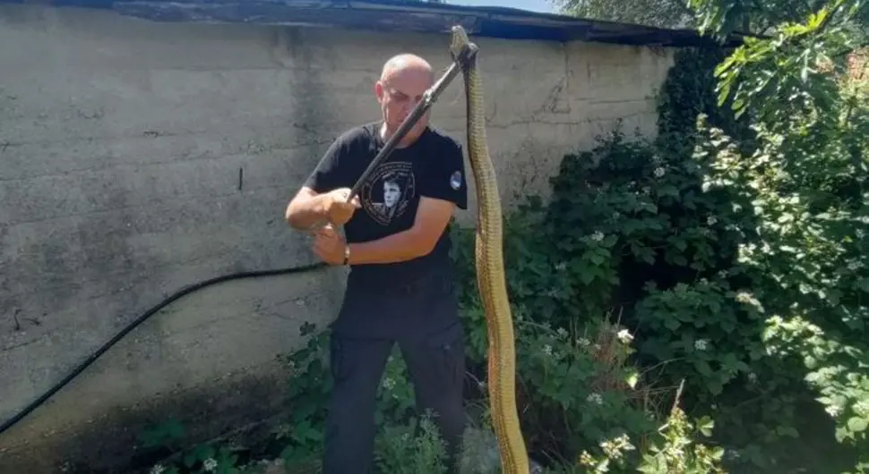 Ухваћена змија дужа од два метра, Мишо Памучина поново притекао у помоћ