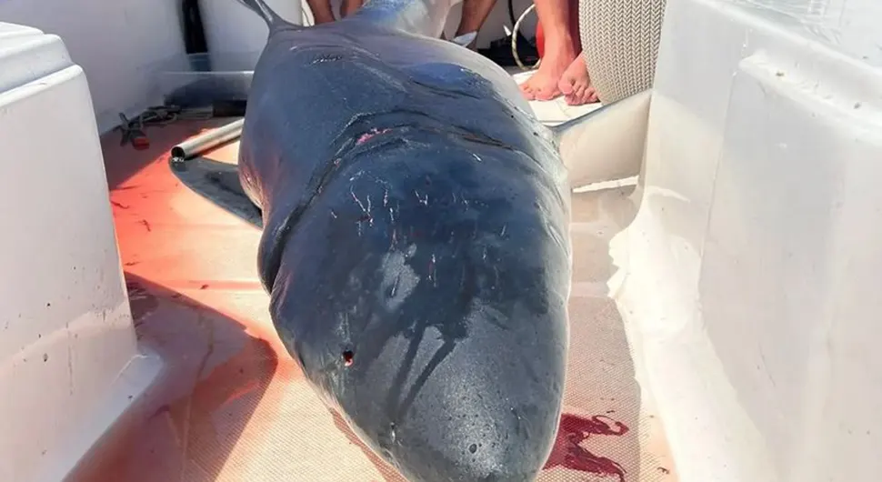 Уловљена ајкула од 200 килограма код Будве, дугачка 3 метра