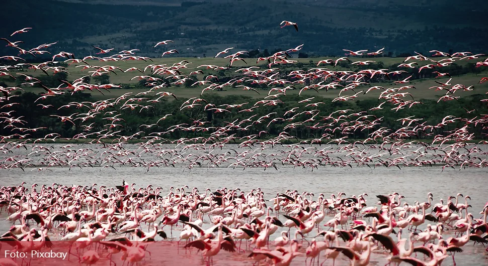 flamingos.webp