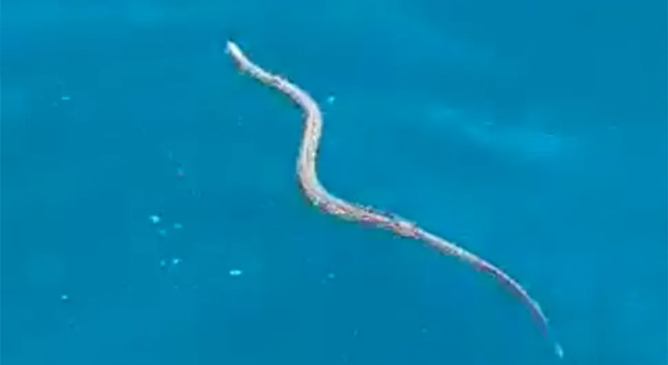 Необичан улов у бх. мору: Из воде извукао змију