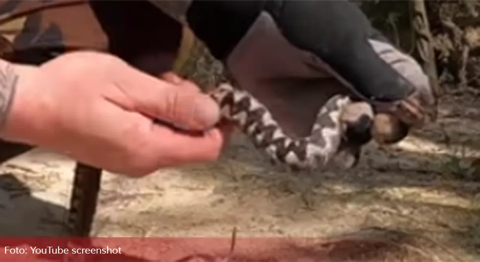 Hrvat rukom uhvatio najotrovniju zmiju Еvrope samo da bi je snimio