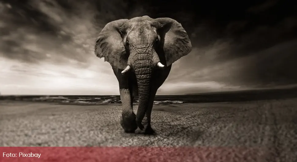 Slonovi pregazili turistu pred očima vjerenice