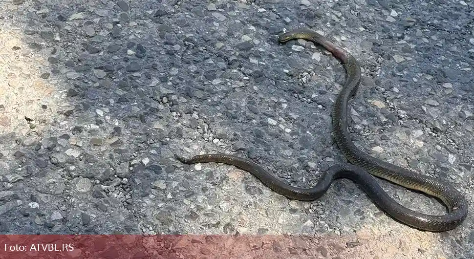 Неугодан сусрет: Змија на бањалучкој улици!