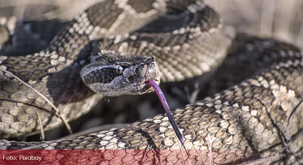 Srbin držao zmiju otrovnicu u kući: Ujela njega umjesto miša
