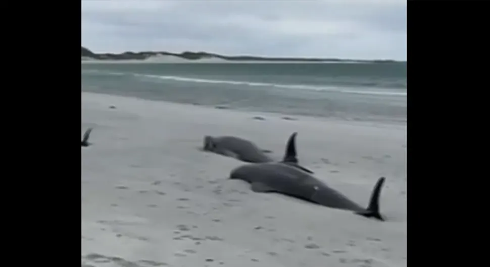 Угинуло 65 китова на обали Шкотске (ВИДЕО)