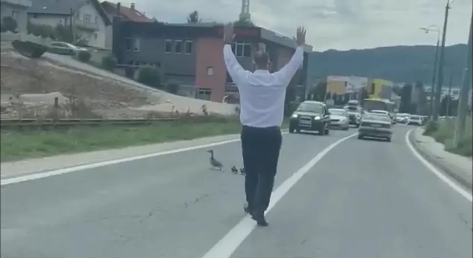 Zaustavio saobraćaj da bi patka i pačići sigurno prešli put
