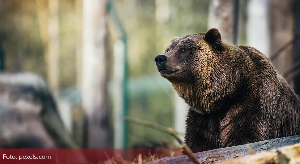 Medvjed na Banj Brdu u Banjaluci