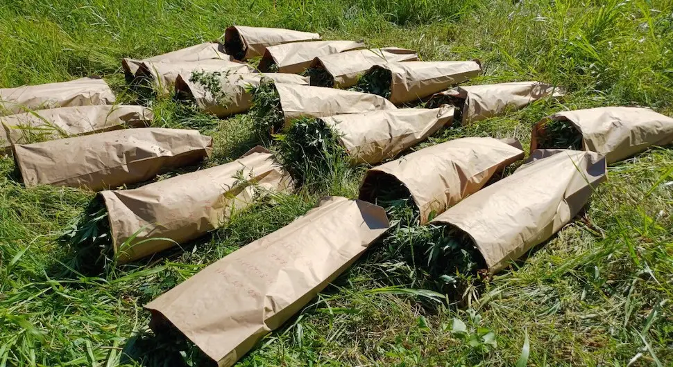 Uz rijeku kod Doboja otkrivena plantaža marihuane