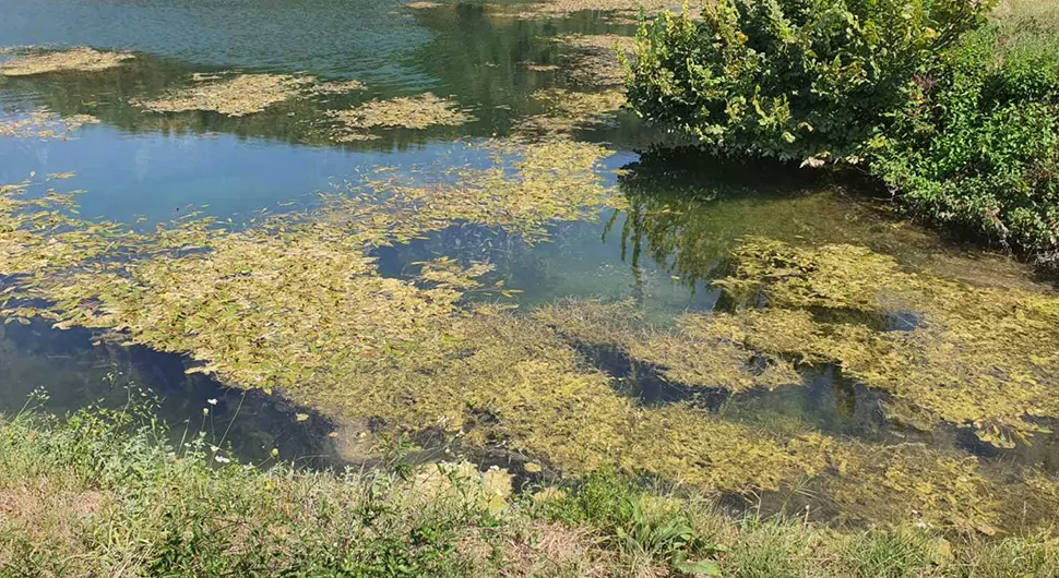 Alge u infiltracionim bazenima, banjalučki 