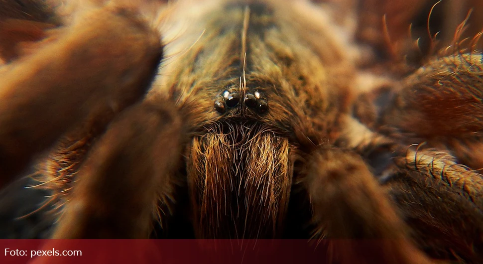 tarantula.webp