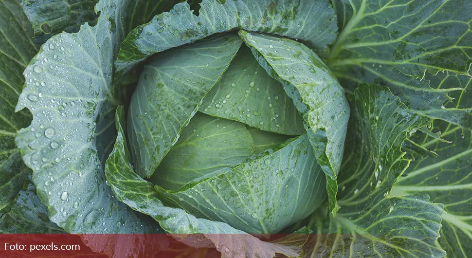 Savjeti koji vam mogu pomoći da odaberete najbolji kupus