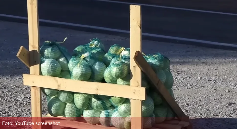 Koliko sada košta kupus i kakva je potražnja