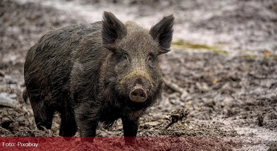 Дивљи вепар растргао жену на смрт