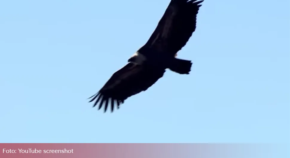 Ovakav slučaj u Srbiji nije zabilježen 15 godina