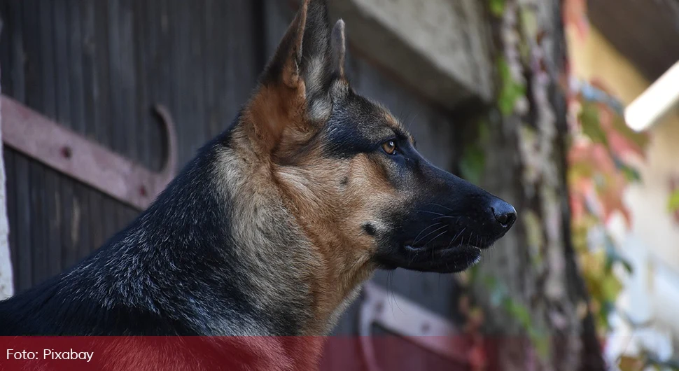 Horor slučaj u Hrvatskoj: Silovali životinje u štalama, detalji su potresni