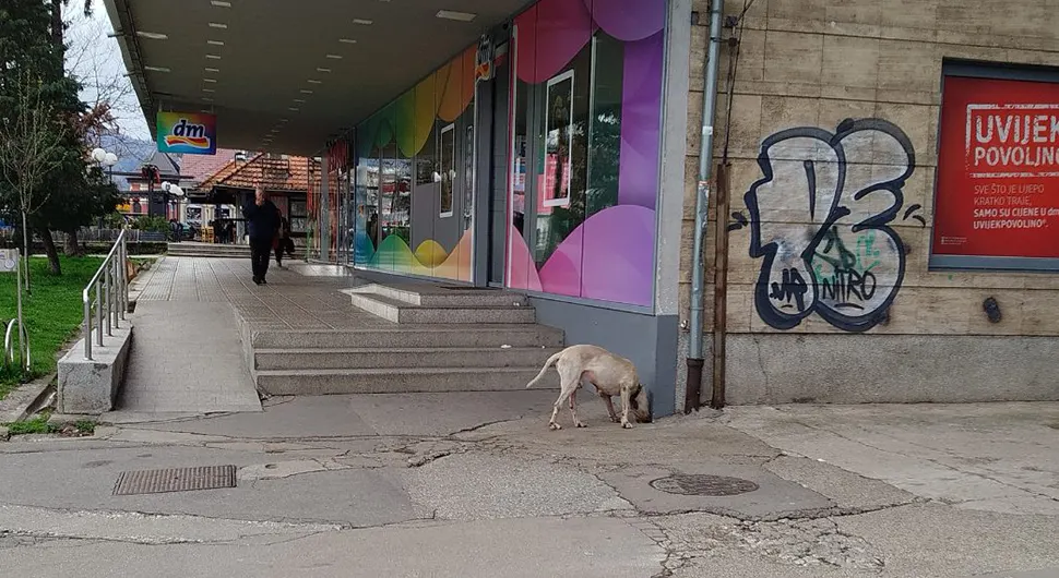 Staford luta oko knjižare Kultura, ima ogrlicu