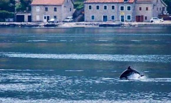 delfini-boka-kotorska.jpg